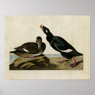 Póster Placa 247   Pato de terciopelo   Aves de América