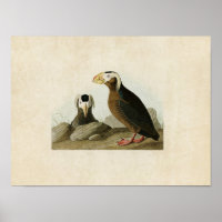 Placa 249 | Auk Tufted | Aves de América