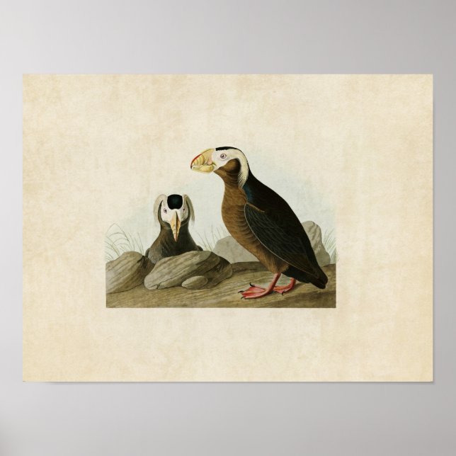Póster Placa 249 | Auk Tufted | Aves de América (Frente)