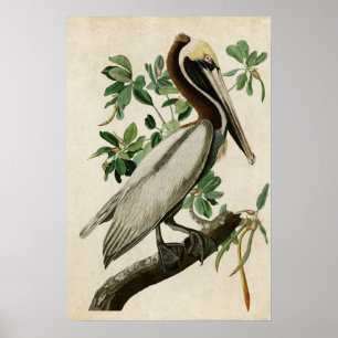 Póster Placa 251   Brown Pelican   Aves de América