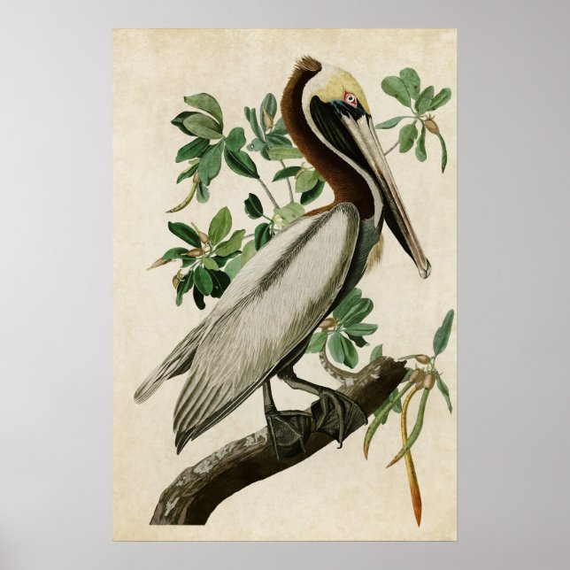 Póster Placa 251 | Brown Pelican | Aves de América (Frente)