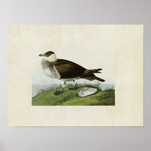 Póster Placa 253 | Jaeger | Aves de América (Frente)