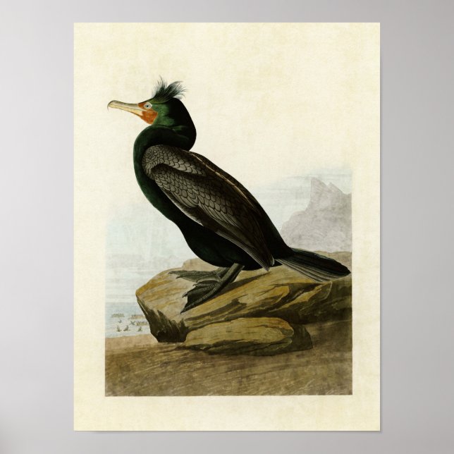 Póster Placa 257 | Cormorante de doble cresta (Frente)