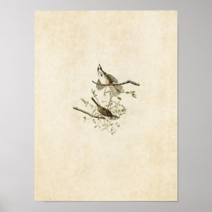 Póster Placa 25   Song Sparrow   Aves de América