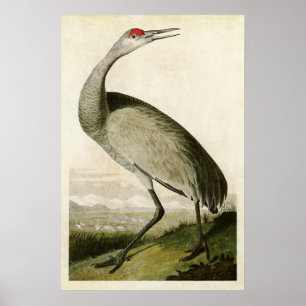 Póster Placa 261 Grúa cebadora Aves de América