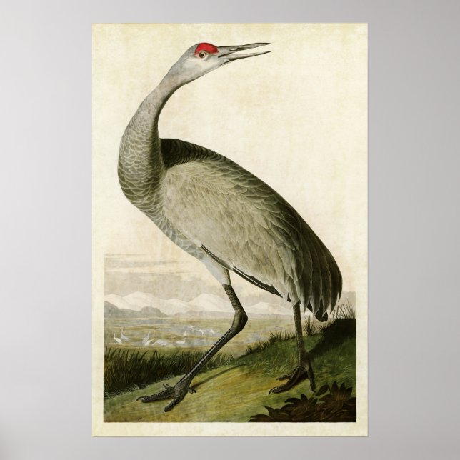 Póster Placa 261 | Grúa cebadora | Aves de América (Frente)
