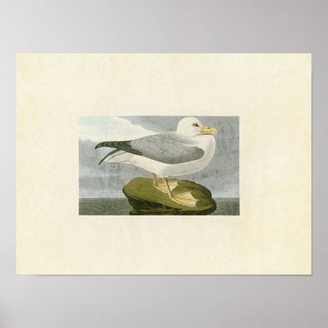 Póster Placa 264 | Fulmar Petrel | Aves de América (Frente)