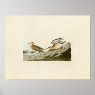 Póster Placa 265   Sandpiper de pecho