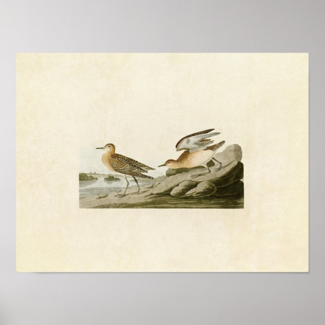 Póster Placa 265 | Sandpiper de pecho (Frente)