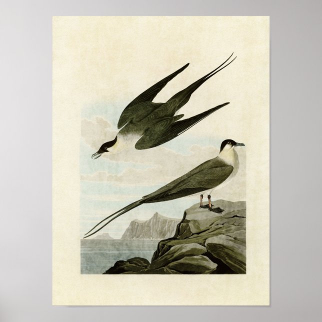 Póster Placa 267 | Jaeger Ártico | Aves de América (Frente)