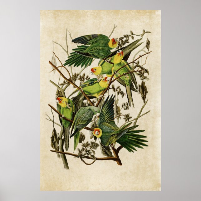 Póster Placa 26 | Carolina Parrot | Aves de América (Frente)