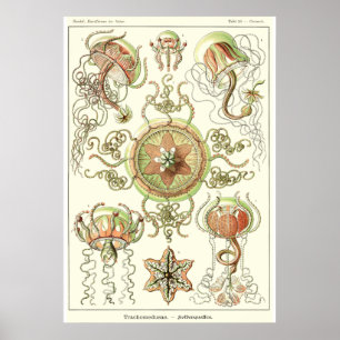 Póster Placa 26 Trachomedusae