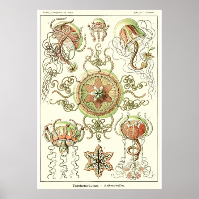 Póster Placa 26 Trachomedusae (Frente)