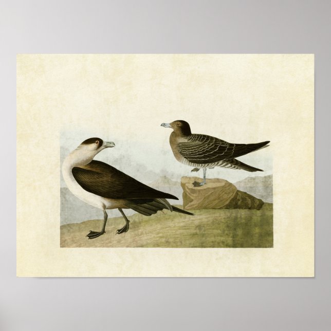 Póster Placa 272 | Jaeger de Richardson | Aves de América (Frente)