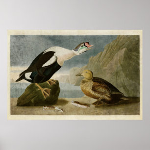 Póster Placa 276   Pato Rey   Aves de América