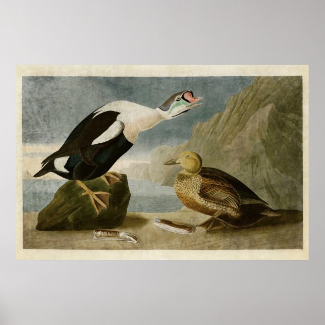 Póster Placa 276 | Pato Rey | Aves de América (Frente)