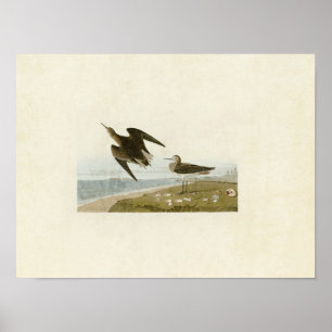 Póster Placa 278   Sandpiper de Schinz   Aves de América
