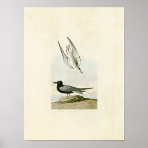 Póster Placa 280   Tierra negra   Aves de América