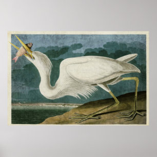 Póster Placa 281 Gran garza blanca Aves de América