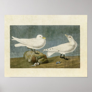 Póster Placa 287 Ivory Gull Aves de América