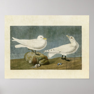 Póster Placa 287 | Ivory Gull | Aves de América