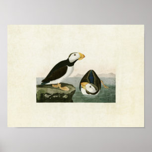 Póster Placa 293 Aleta de gran tamaño Aves de América