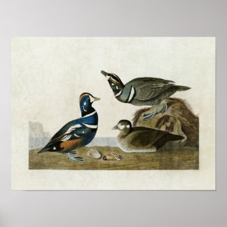 Póster Placa 297 | Harlequin Duck | Aves de América