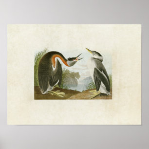 Póster Placa 298   Gris de cuello rojo   Aves de América