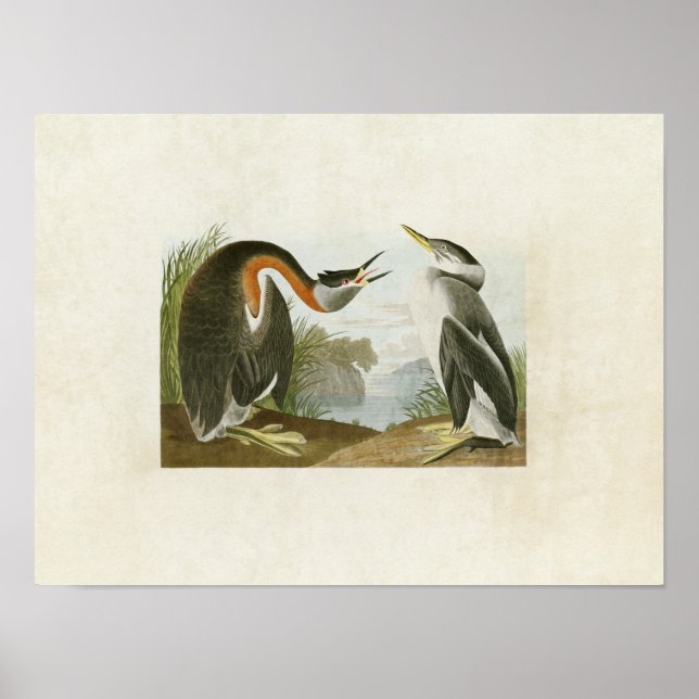 Póster Placa 298 | Gris de cuello rojo | Aves de América (Frente)