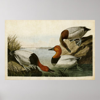 Póster Placa 301 | Pato respaldado por lienzo | Aves de A