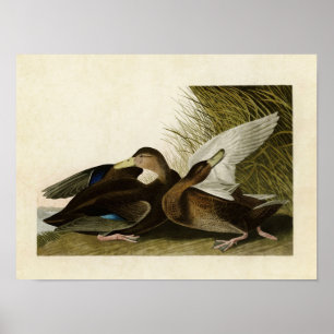 Póster Placa 302 Dusky Duck Aves de América