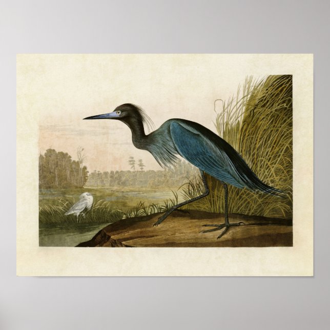 Póster Placa 307 | Grúa azul o garza | Aves de América (Frente)