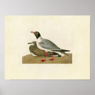 Póster Placa 314   Gaviota de cabeza negra   Aves de Amér