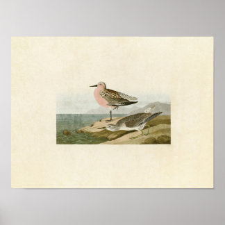 Póster Placa 315 | Sandpiper de pecho rojo