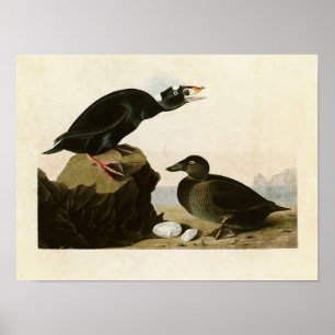 Póster Placa 317   Pato negro o de surf   Aves de América