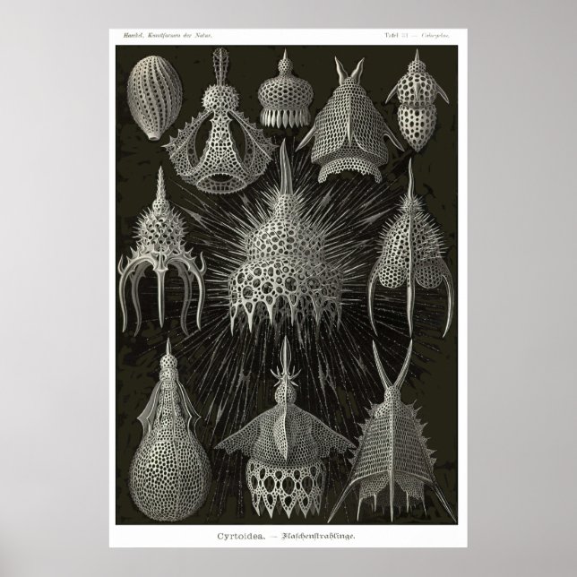 Póster Placa 31 Citoidea (Frente)