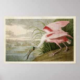 Póster Placa 321   Roseate Spoonbill   Aves de América