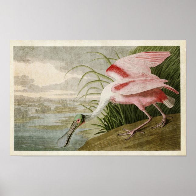 Póster Placa 321 | Roseate Spoonbill | Aves de América (Frente)