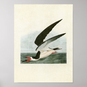 Póster Placa 323 Skimmer negro o Shearwater