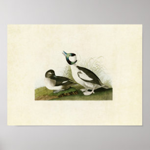 Póster Placa 325   Pato Bufflehead   Aves de América