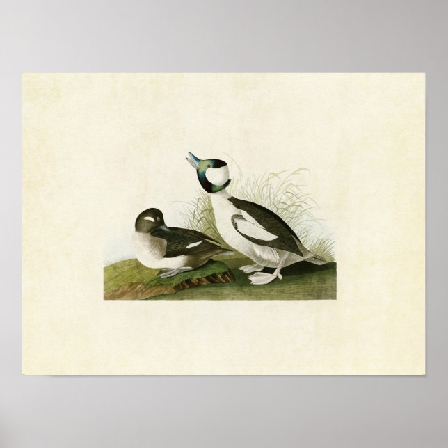 Póster Placa 325 | Pato Bufflehead | Aves de América (Frente)