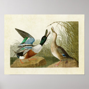 Póster Placa 327   Pato Shoveler   Aves de América