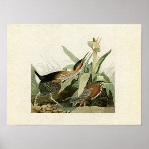 Póster Placa 333   Garza verde   Aves de América