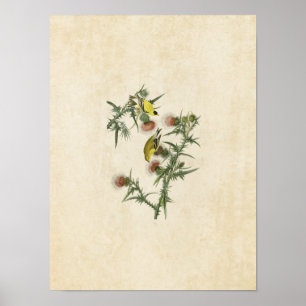 Póster Placa 33 American Goldfinch Aves de América
