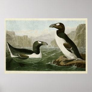 Póster Placa 341   Gran Auk   Aves de América