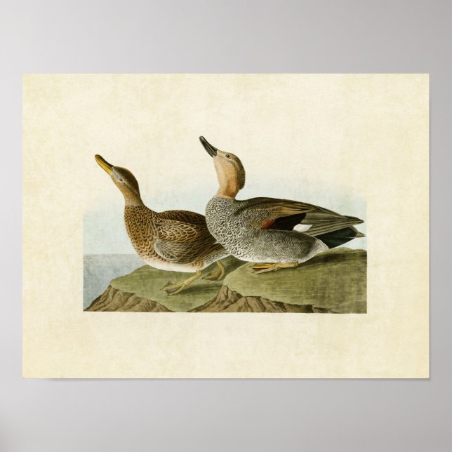 Póster Placa 348 | Pato de Gadwall | Aves de América (Frente)