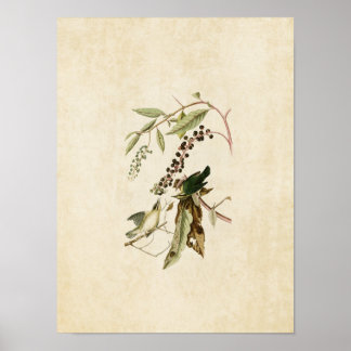 Póster Placa 34 | Warbler de Comer Gusano | Aves de Améri