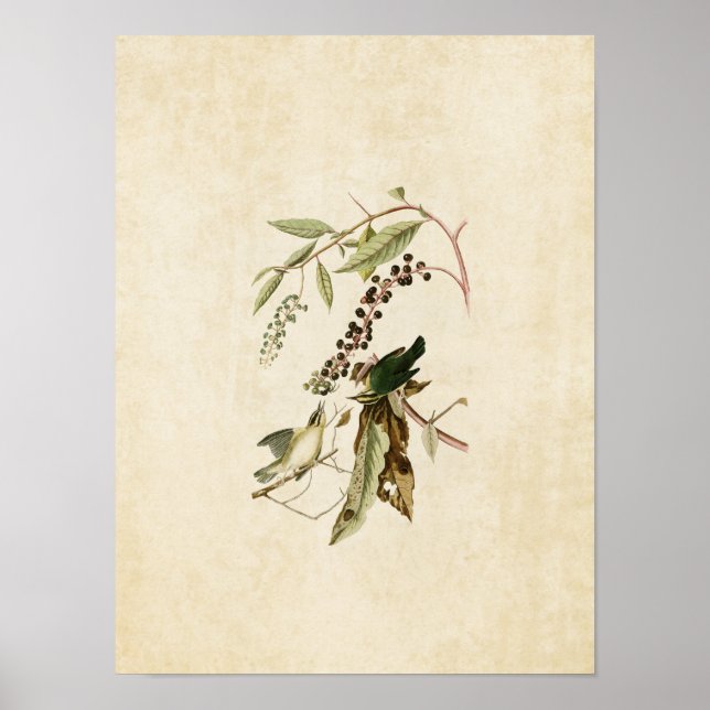 Póster Placa 34 | Warbler de Comer Gusano | Aves de Améri (Frente)