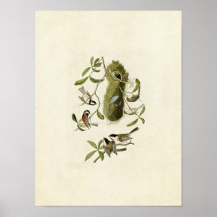 Póster Placa 353   Ratón Titmouse con respaldo de castaño