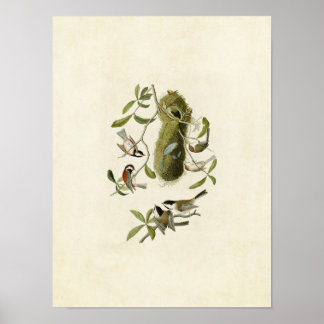 Póster Placa 353 | Ratón Titmouse con respaldo de castaño